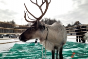 Косметику из оленьих пантов будут производить на Крайнем Севере