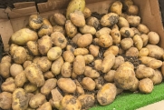 Картофель на Среднем Урале останется дешевым: этому рады не все
