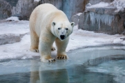 Главной Снегурочкой Екатеринбургского зоопарка стала белая медведица Хатанга