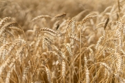 Правительство установило квоту на вывоз зерна в 2026 году
