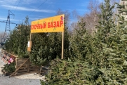 Карта елочных базаров Чебоксар: где купить живую елку с 15 декабря