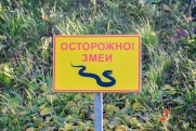 В Рязанской области проснулись змеи