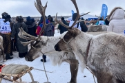 Из-за лютых морозов День оленевода в Новом Уренгое отложили 