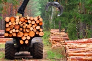 Лесопользователи Костромской области перечислили в бюджет рекордные 634 млн рублей за квартал