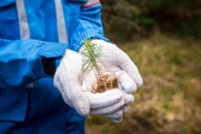 В Югре высадили миллионы деревьев для сохранения северных лесов