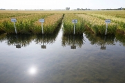 Кондратьев раскрыл статистику по уборке риса в Краснодарском крае