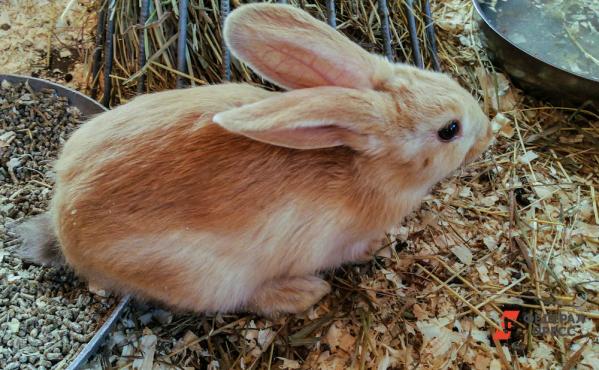 Купить Кроликов В Курганской Области