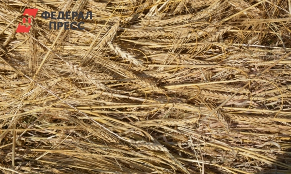 Купить Зерно В Ульяновской Области