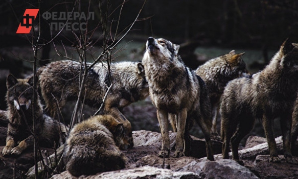 Волки Фото Краснодарский Край