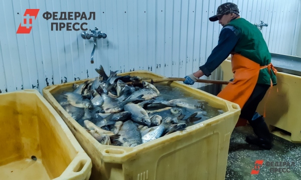 Рыба Сахалина Фото