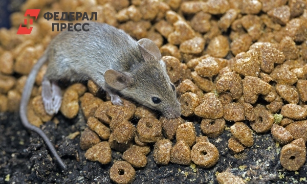 Геморрагическая лихорадка – как распознать и вылечить «мышиную» болезнь ...