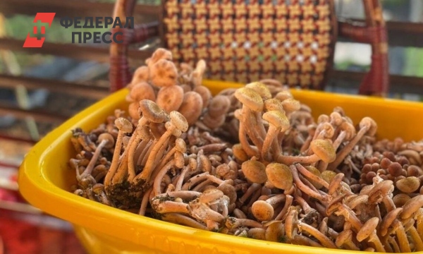 Как отличить осенний опенок от ложного: запах, кольца, шляпка и другие ...