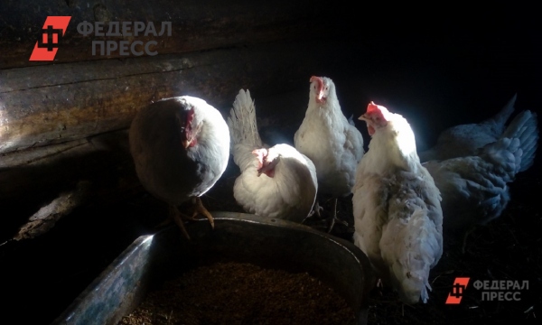 Звезды на грядках: кто из знаменитостей увлекся сельским хозяйством?