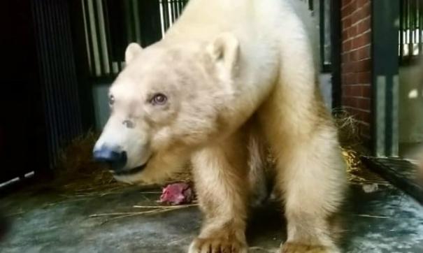 «Роснефть» приняла участие в спасении белого медведя в Норильске