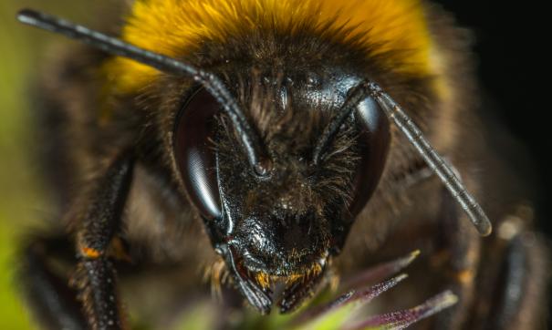 В России прогнозируют неурожай из-за массовой гибели пчел