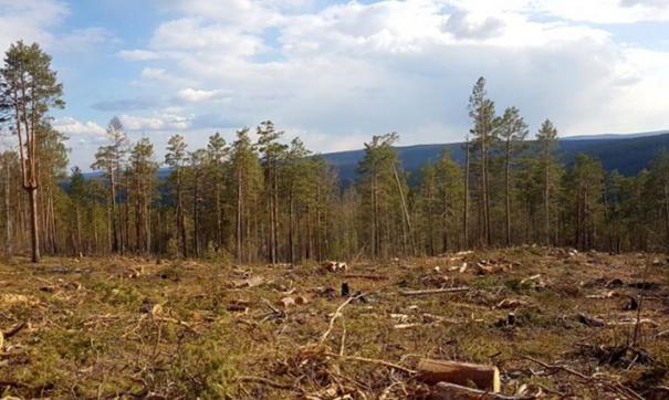 Вырубка леса в Иркутской области