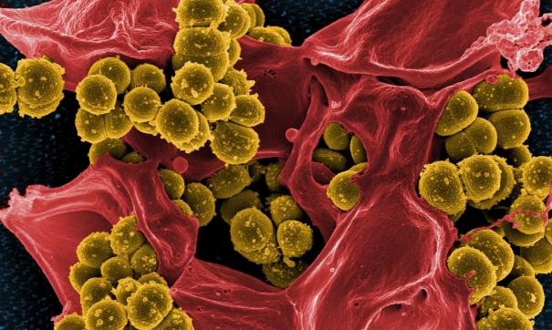 Бактерии устойчивы к антибиотикам.