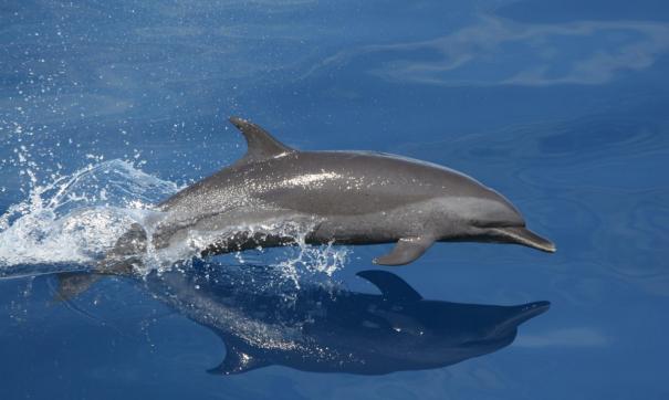 Дельфины Черного Моря Фото