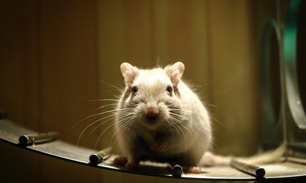лабораторная мышь
