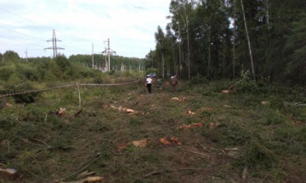 В Асбесте в суд передано дело о незаконной вырубке деревьев