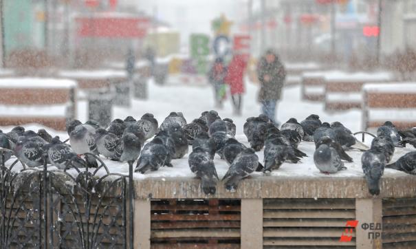 В трех регионах Сибири морозы затянутся до Нового года