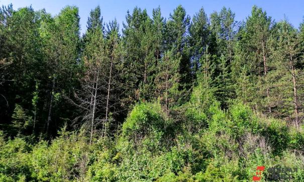 В правительстве подготовили проект ФЗ о лесоустройстве