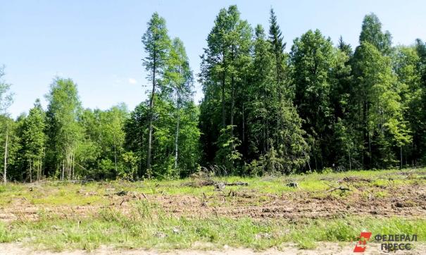 Фото Деревьев Ставропольского Края