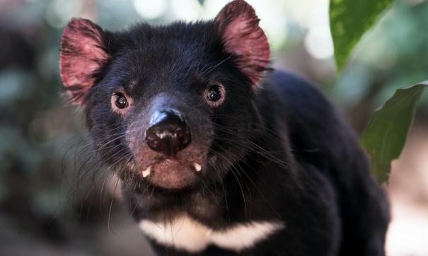 В Австралии впервые за 3 тысячи лет родились тасманские дьяволы