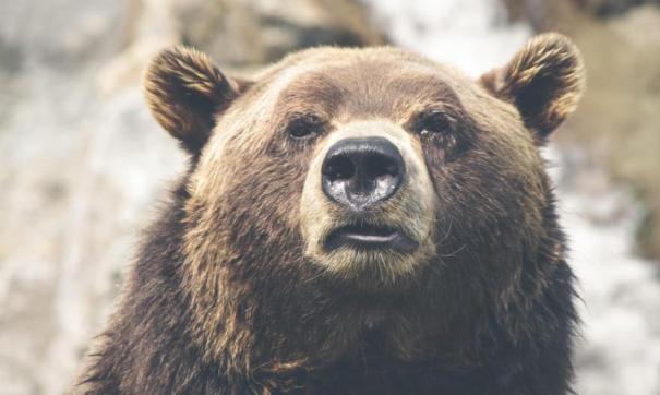Томские охотники ищут вышедшего к людям медведя