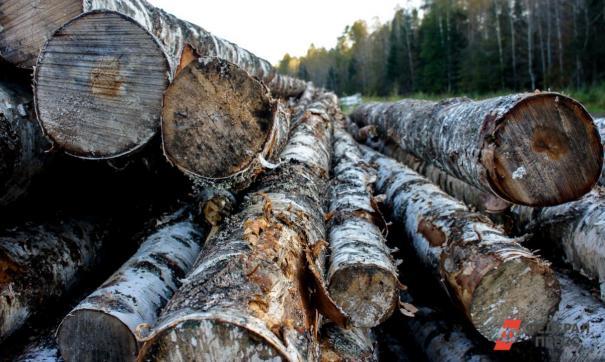 В Хакасии сократили объемы лесозаготовки