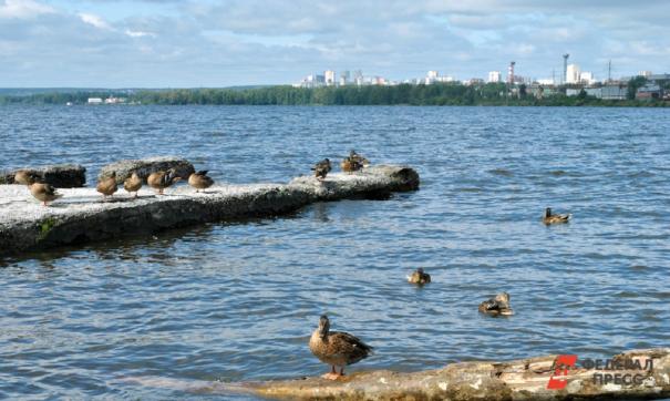 «Кубой» называют пляж на Большом Конном полуострове в Екатеринбурге