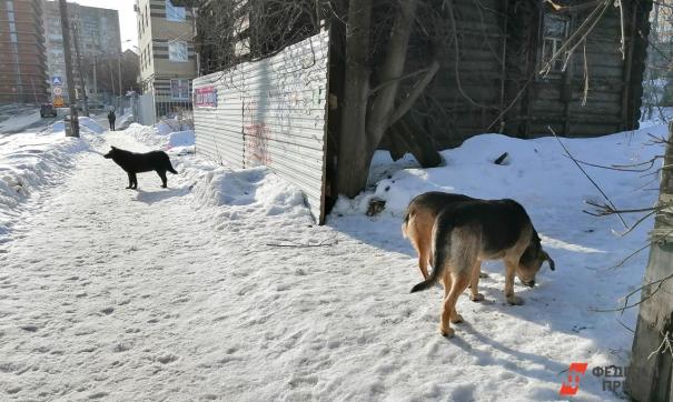 В 2021 году в Новокузнецке остро стояла проблема бродячих собак. нападавших на детей и взрослых