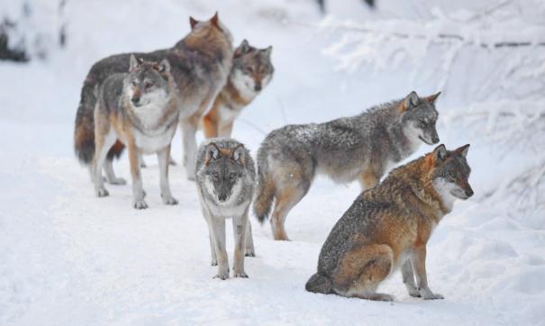 Тюменские дачники увидели стаю волков вблизи СНТ