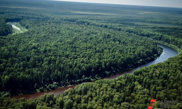 Югорская тайга