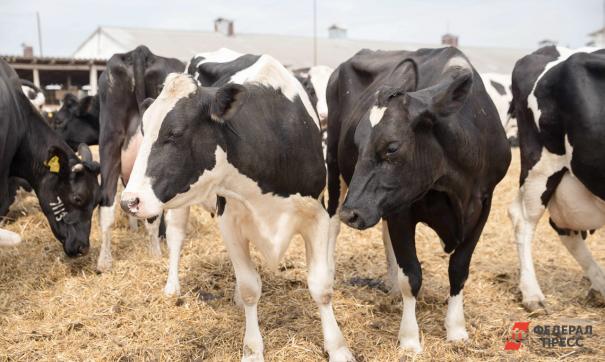 Сельхозкооперативам помогут с приобретением коров