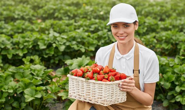 В этом году будет собрано более 27 тонн ягоды
