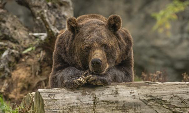 Медведи активно отъедаются после зимней спячки