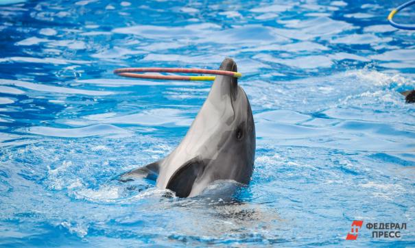 Дельфинов можно спасти