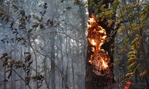 Иркутская область занимает первое место в стране по площади лесных пожаров
