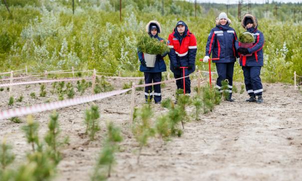 Первые в этом сезоне деревья высадили в кедровнике в Нефтеюганском районе