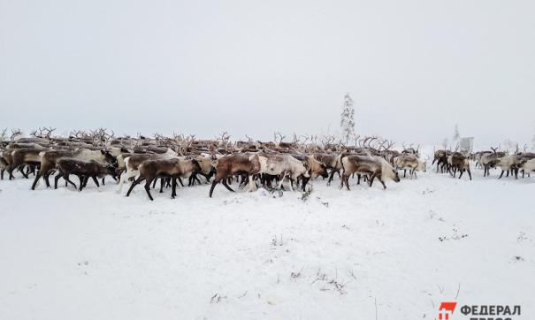 Северный полюс