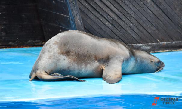 Эксперты выясняют причины массовой гибели тюленей