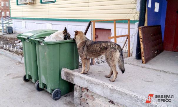 Собаки возле мусора