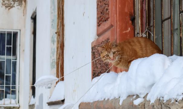 Как достать кошку с крыши дома