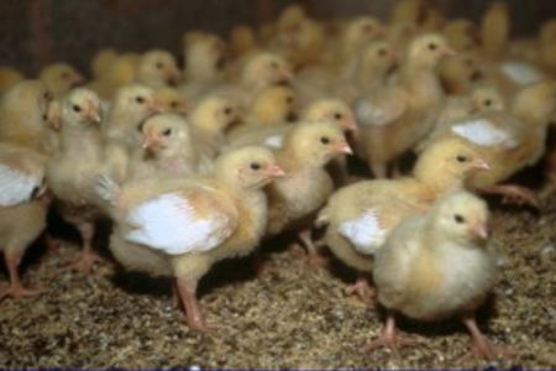 Цыплята уже добрались до центра города