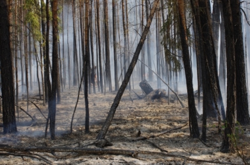 В Приангарье действует почти полсотни лесных пожаров
