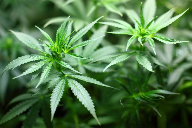 В Грузии признали употребление марихуаны безопасным для общества