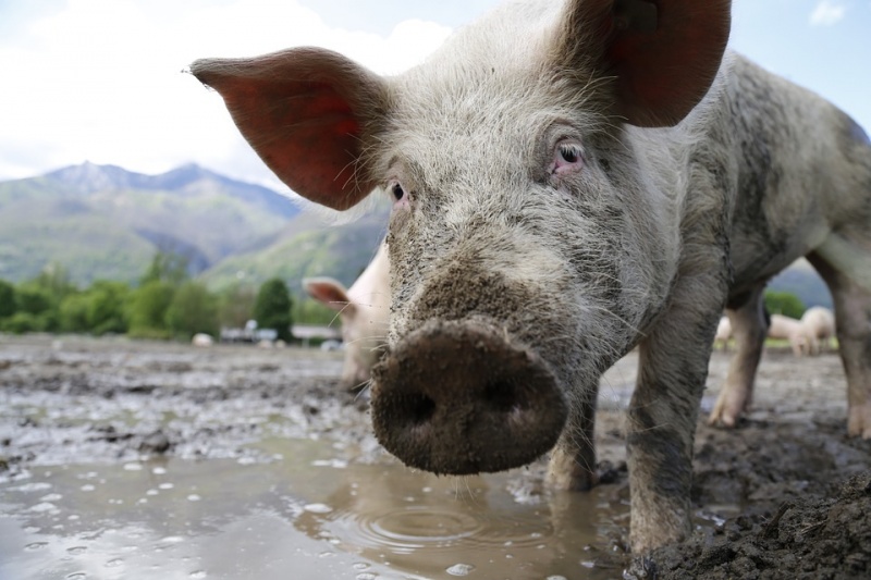 В Минсельхозе уверяют, что существенного роста цен на свинину за последние годы не наблюдается