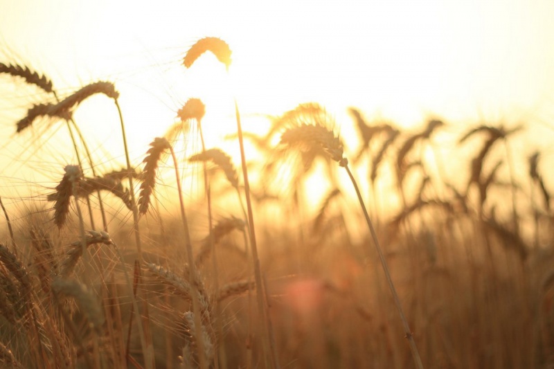 Сельское хозяйство
