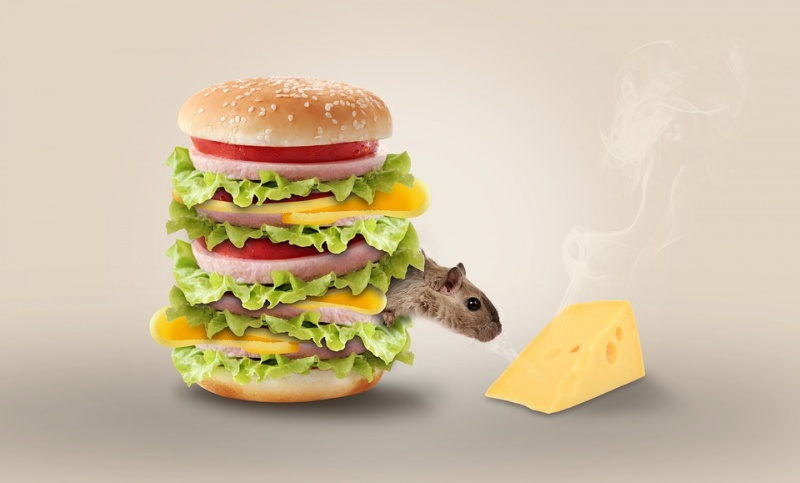 мышь в гамбургере